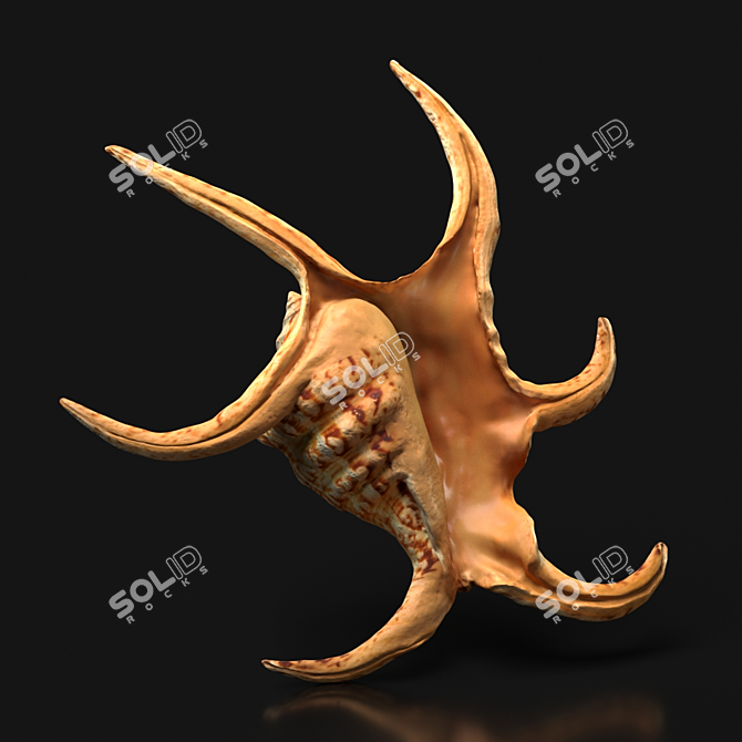 Indian Ocean Chiragra Shell: Exquisite Decorative Piece 3D model image 1