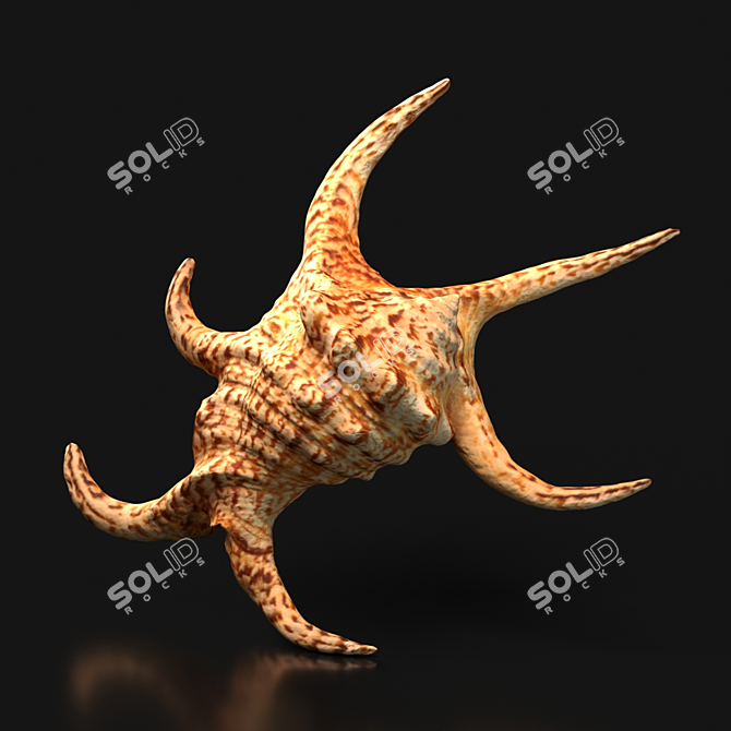 Indian Ocean Chiragra Shell: Exquisite Decorative Piece 3D model image 2