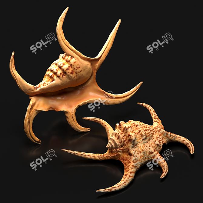 Indian Ocean Chiragra Shell: Exquisite Decorative Piece 3D model image 3