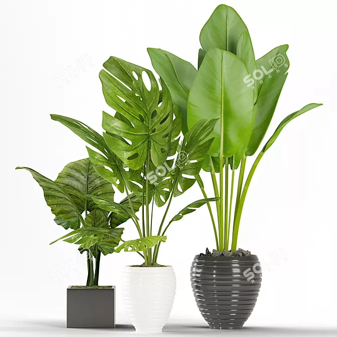 14 Different Indoor Plants: Bring Nature Inside 3D model image 1