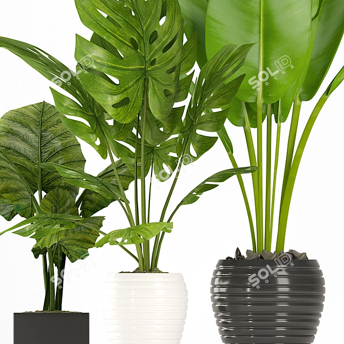 14 Different Indoor Plants: Bring Nature Inside 3D model image 2