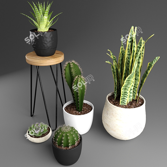 Desert Dreams: Cactus Set 3D model image 2