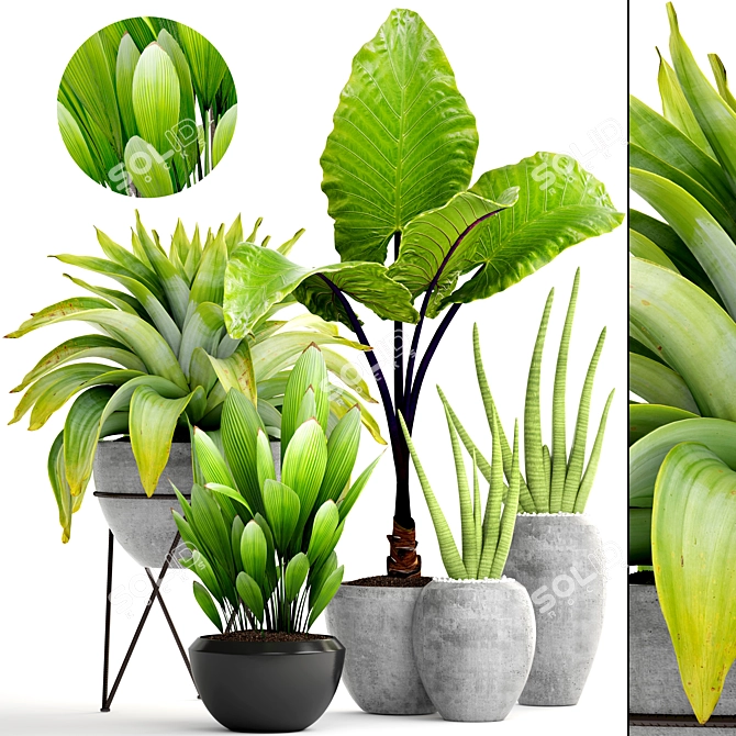 Tropical Plant Collection: Sansevieria, Alocasia & Palm Grass 3D model image 1