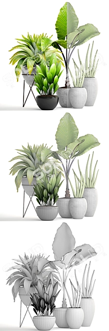 Tropical Plant Collection: Sansevieria, Alocasia & Palm Grass 3D model image 3