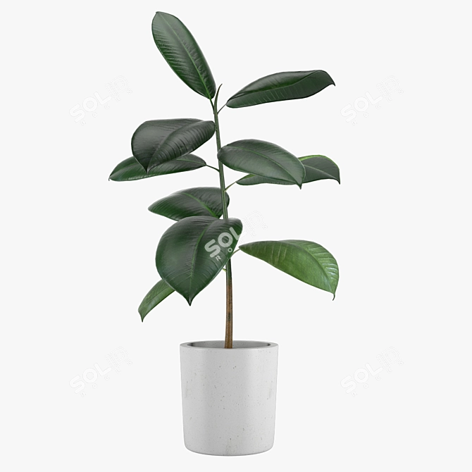 Rubber Tree Indoor Plant 21 3D model image 1