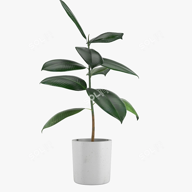 Rubber Tree Indoor Plant 21 3D model image 2