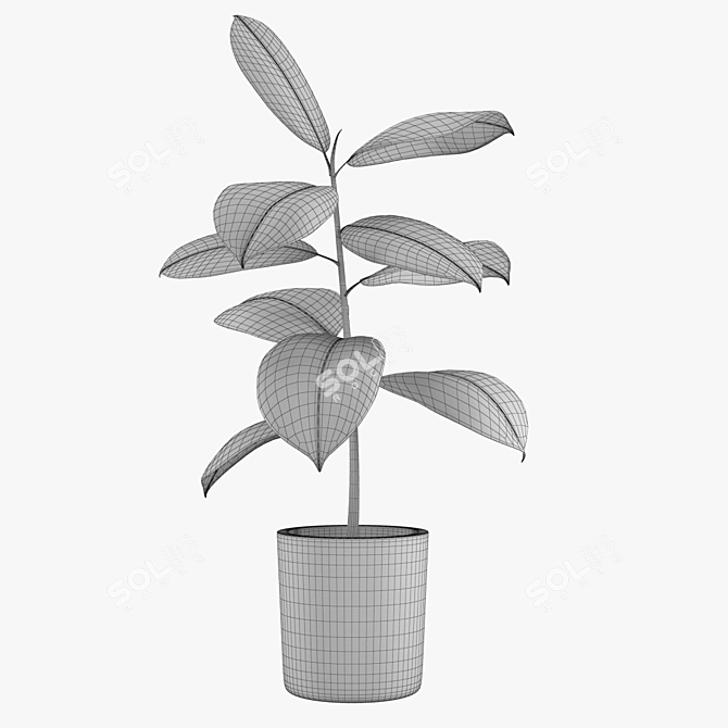 Rubber Tree Indoor Plant 21 3D model image 3