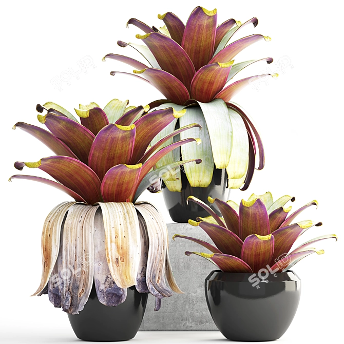 Exotic Tropical Plant Collection 3D model image 1