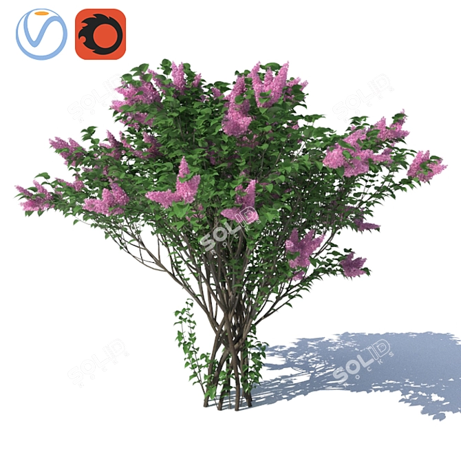 Luscious Lilac Bush: 3500mm Height 3D model image 1