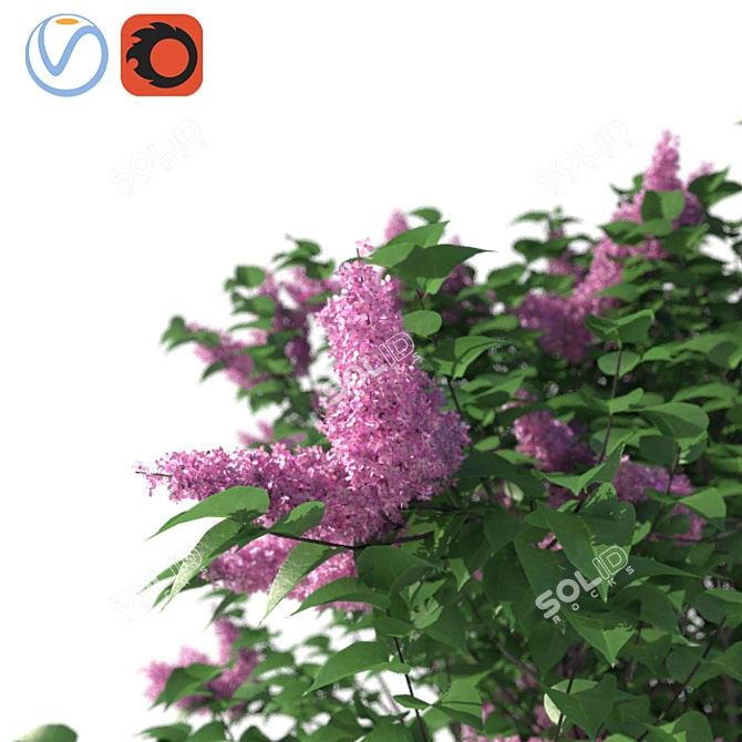 Luscious Lilac Bush: 3500mm Height 3D model image 2