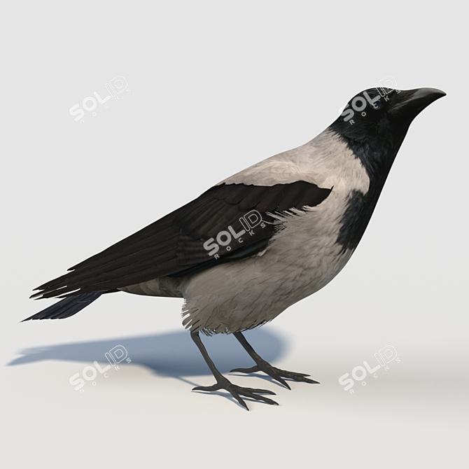 Hooded Crow Model: Feathered Majesty 3D model image 1