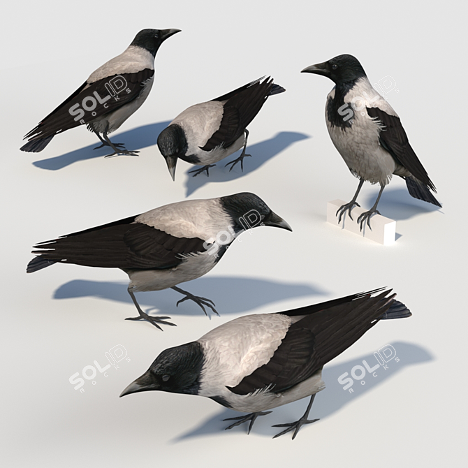 Hooded Crow Model: Feathered Majesty 3D model image 2