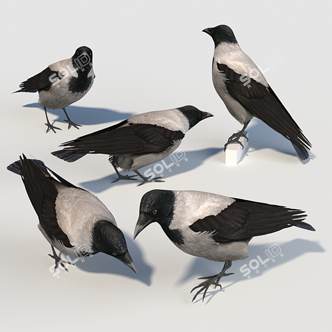 Hooded Crow Model: Feathered Majesty 3D model image 3