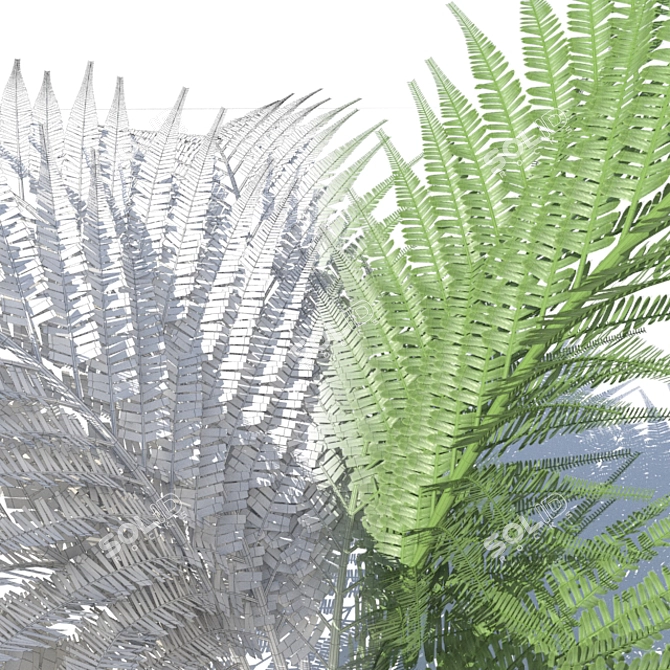  Breezy Fern - Lifelike Wind Effect 3D model image 3