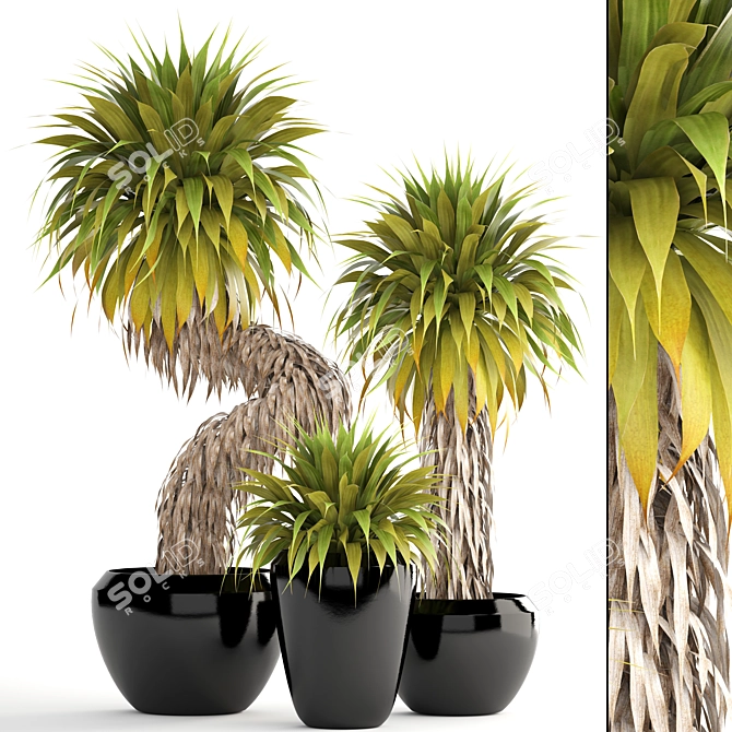 Tropical Yucca Elata Collection 3D model image 1