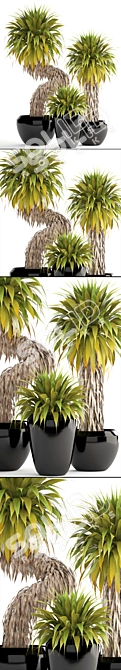 Tropical Yucca Elata Collection 3D model image 2