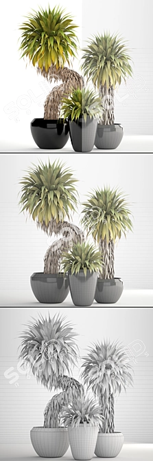 Tropical Yucca Elata Collection 3D model image 3