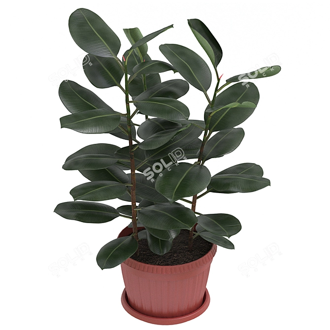 Title: Elegant Ficus Elastica Planter 3D model image 1