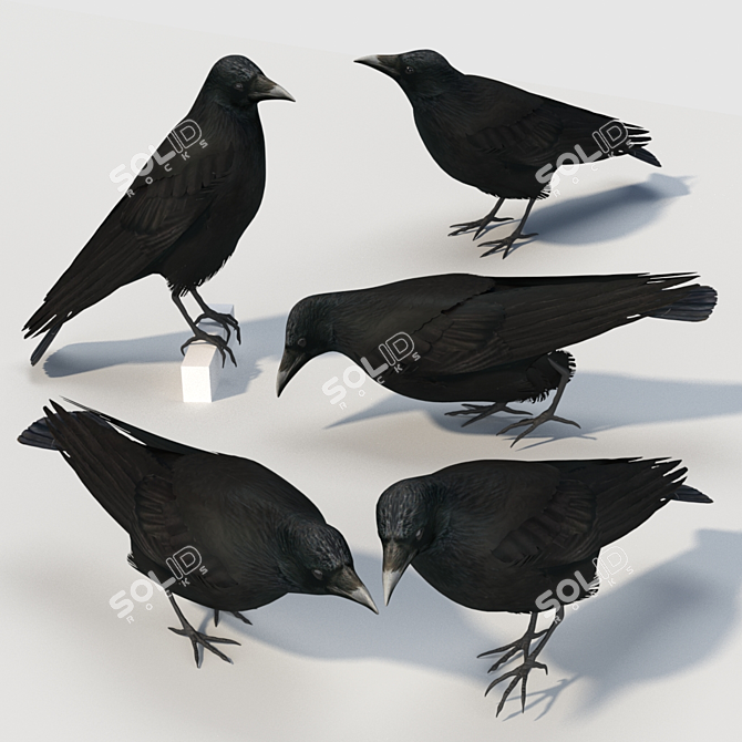 Carrion Crow Models - Urban Avian Replicas 3D model image 2