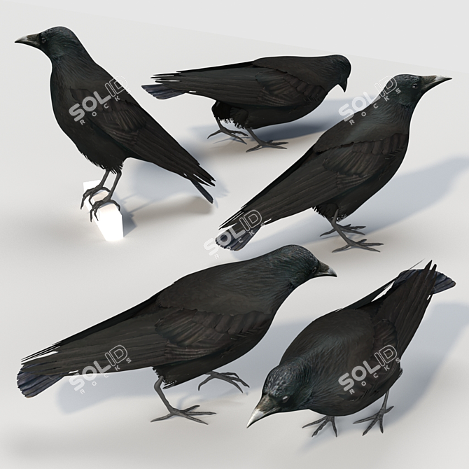 Carrion Crow Models - Urban Avian Replicas 3D model image 3