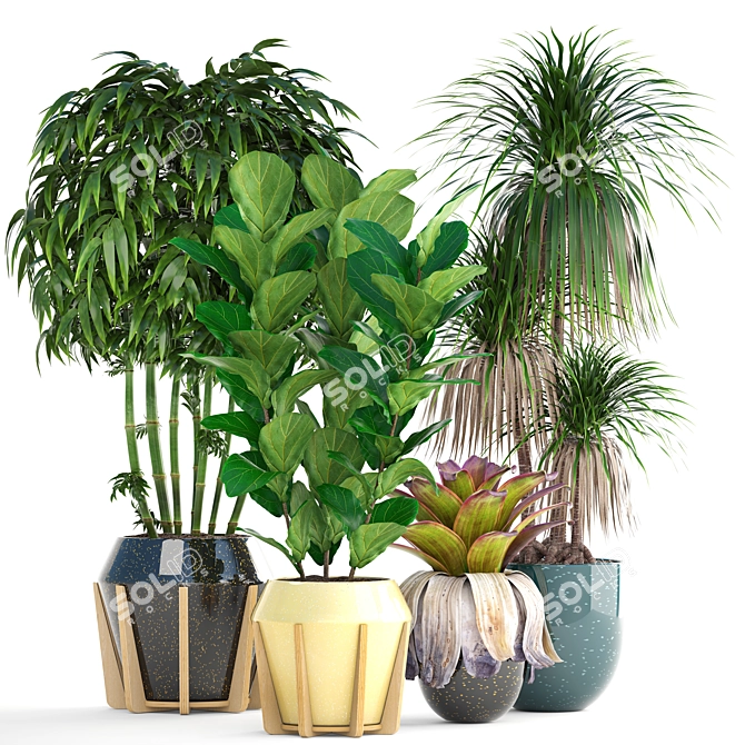 Exotic Plant Collection: Dracaena, Bromelia, Bamboo & Ficus Lyrata 3D model image 1