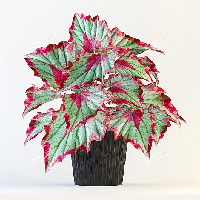 Colorful Rex Begonia Plant 3D model image 1