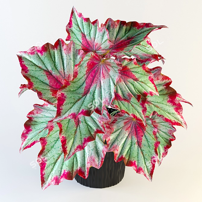 Colorful Rex Begonia Plant 3D model image 2