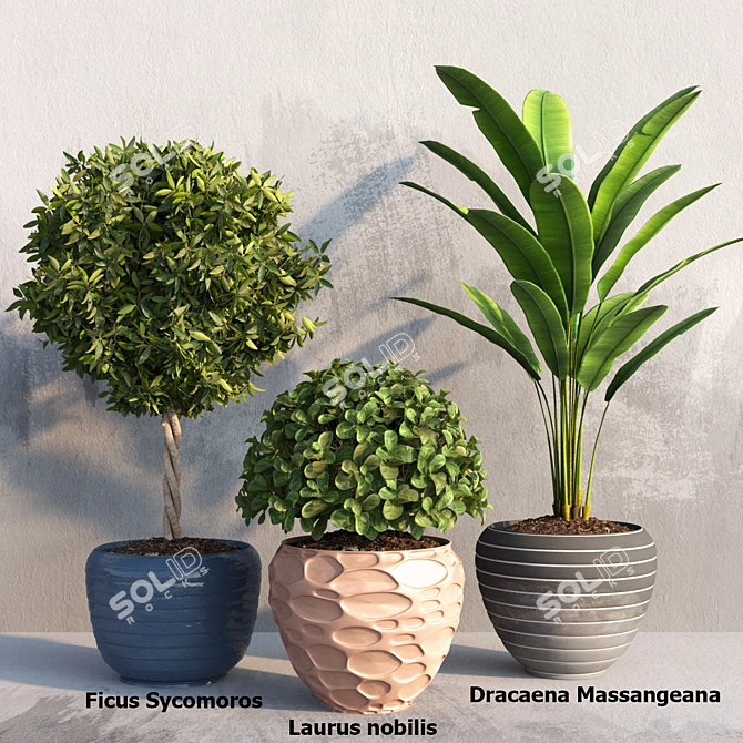 Tropical Plant Trio Set 3D model image 1