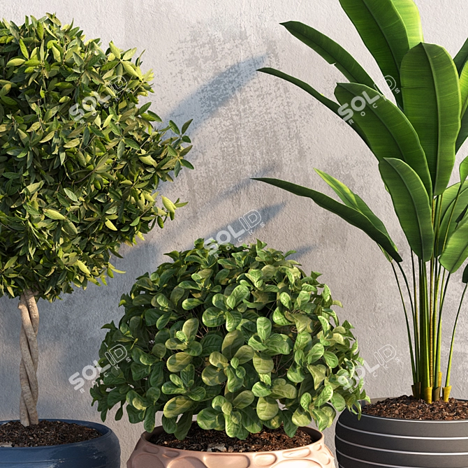 Tropical Plant Trio Set 3D model image 2