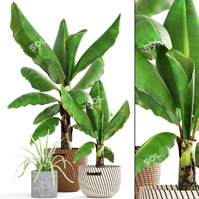 Banana Paradise: Collection of Tropical Palms 3D model image 1