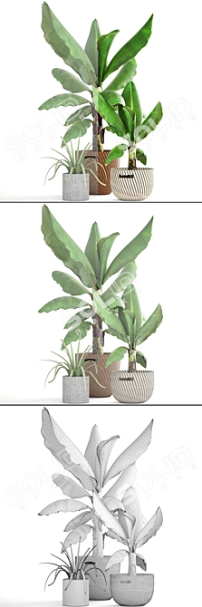 Banana Paradise: Collection of Tropical Palms 3D model image 3