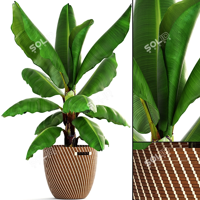 Tropical Vibes in a Pot: Banana Palm 3D model image 1