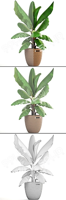 Tropical Vibes in a Pot: Banana Palm 3D model image 3
