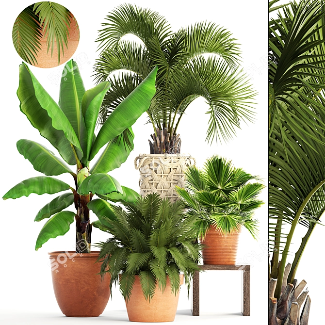 Tropical Plant Collection 3D model image 1