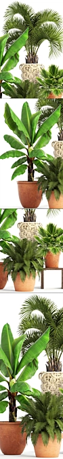 Tropical Plant Collection 3D model image 2