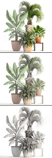 Tropical Plant Collection 3D model image 3