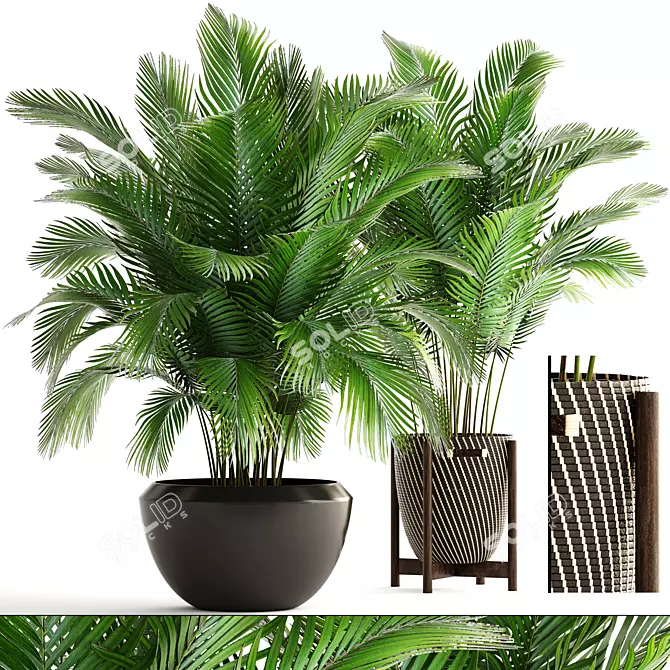 Tropical Paradise: Areca Palm Collection 3D model image 1