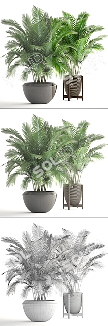 Tropical Paradise: Areca Palm Collection 3D model image 3