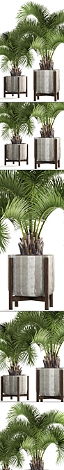 Exotic Butia Capitata Palms 3D model image 2