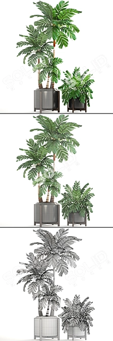 Elegant Chamaedorea: Perfect Palm for Your Interior 3D model image 3