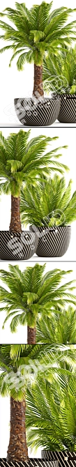 Exotic Phoenix Roebelenii Palm Collection 3D model image 2