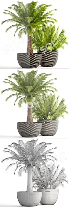 Exotic Phoenix Roebelenii Palm Collection 3D model image 3