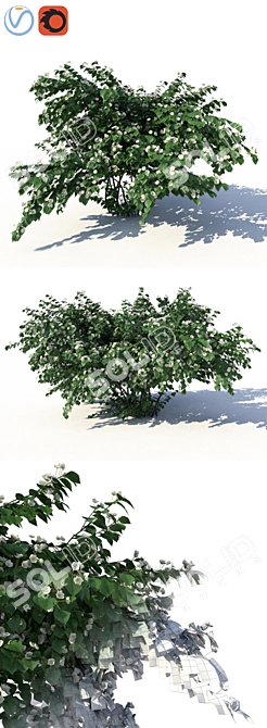 Chubushnik (Jasmine) Shrub - Versatile and Detailed 3D model image 2