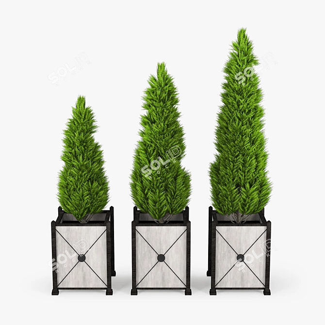 Thuya: High-quality 3D Model 3D model image 1