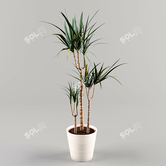 Dracaena - Indoor Leafy Beauty 3D model image 1