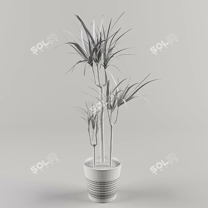 Dracaena - Indoor Leafy Beauty 3D model image 2