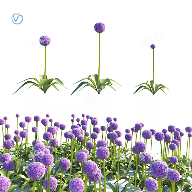 Vibrant Allium Globemaster: Stunning Red Pink Flowers 3D model image 1