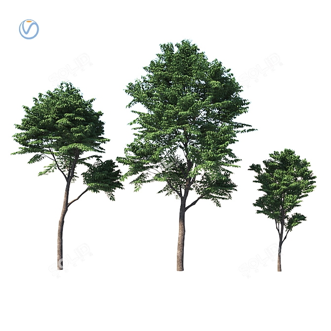 Versatile Fraxinus Excelsior Variations 3D model image 1