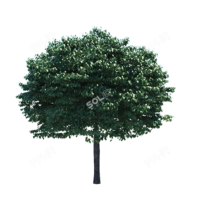 Compact Fraxinus Tree: Perfect for Small Gardens 3D model image 2