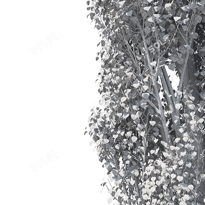 Versatile Populus Tree: Two Annual Variations 3D model image 3
